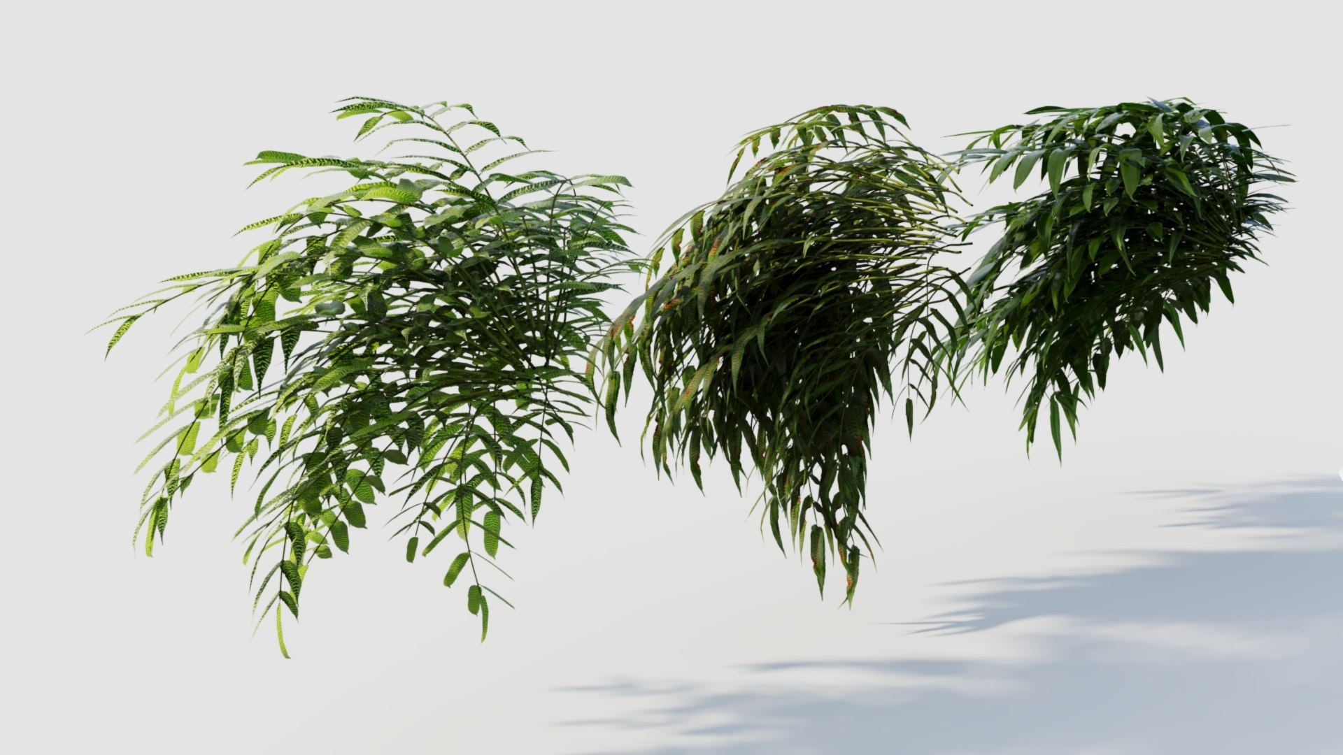Coniogramme japonica a 3D model https://p.turbosquid.com/ts-thumb/0e/ZtvOpm/r8/coniogrammejaponicaa_6/jpg/1718176544/1920x1080/fit_q87/56e41f080652265ad0b0cf9d8f3cc154a01131fd/coniogrammejaponicaa_6.jpg