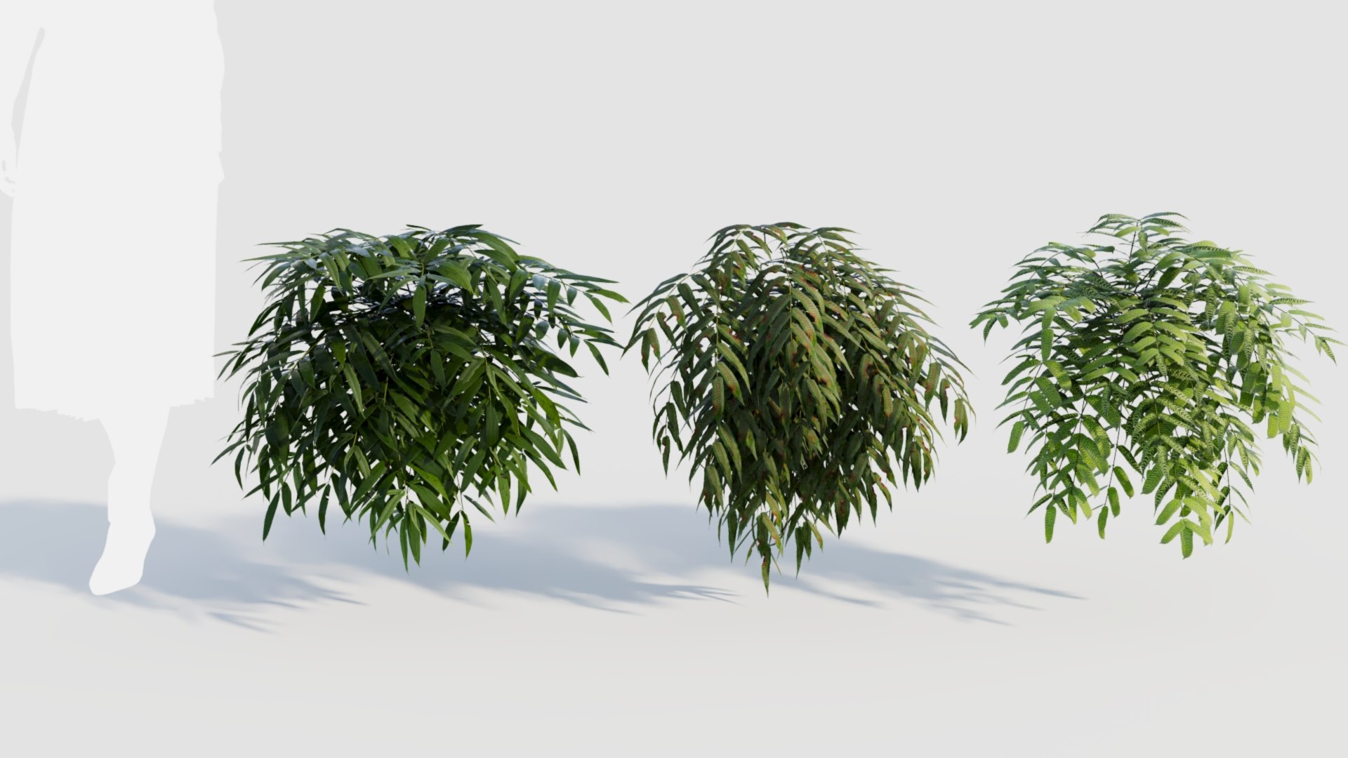 Coniogramme japonica a 3D model https://p.turbosquid.com/ts-thumb/0e/ZtvOpm/xO/coniogrammejaponicaa_1/jpg/1718176541/1920x1080/fit_q87/3f65e00985d08cd919ff65e342e58794c1e28718/coniogrammejaponicaa_1.jpg
