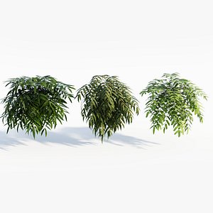 Coniogramme japonica a 3D model