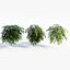Coniogramme japonica a