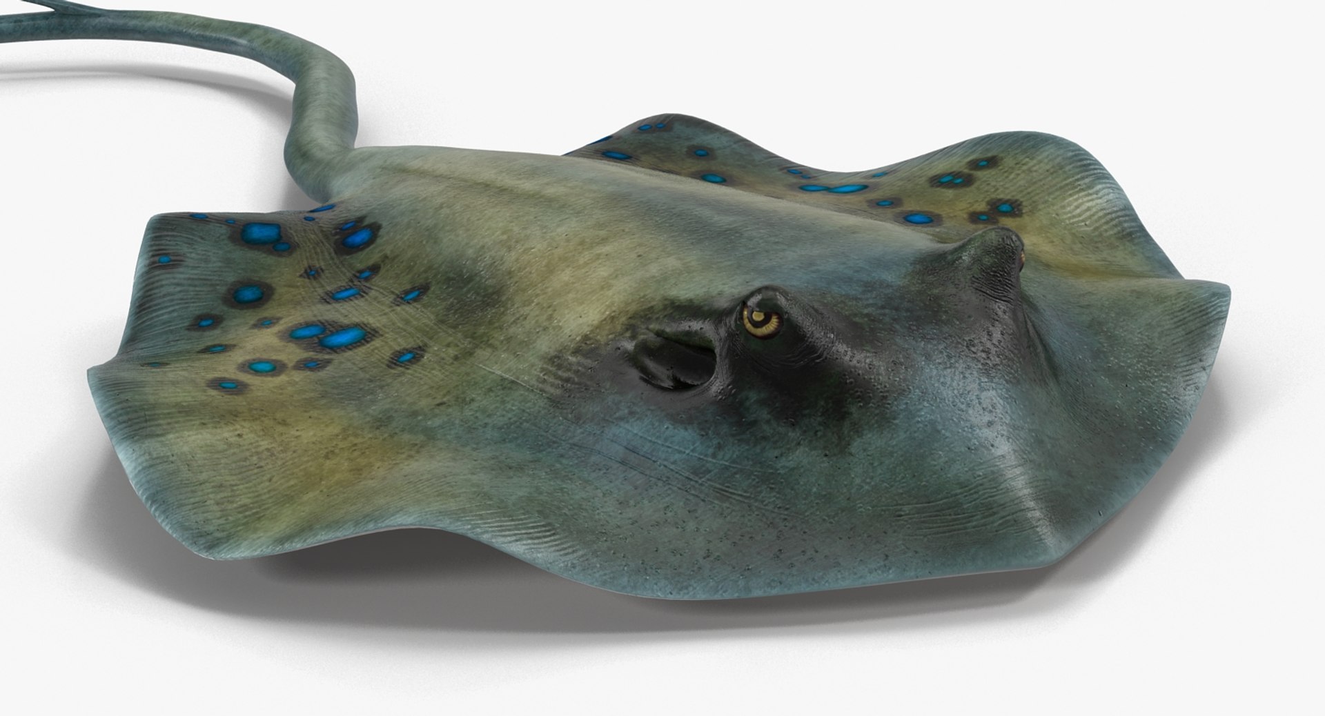 3d Spotted Stingray Pose 3