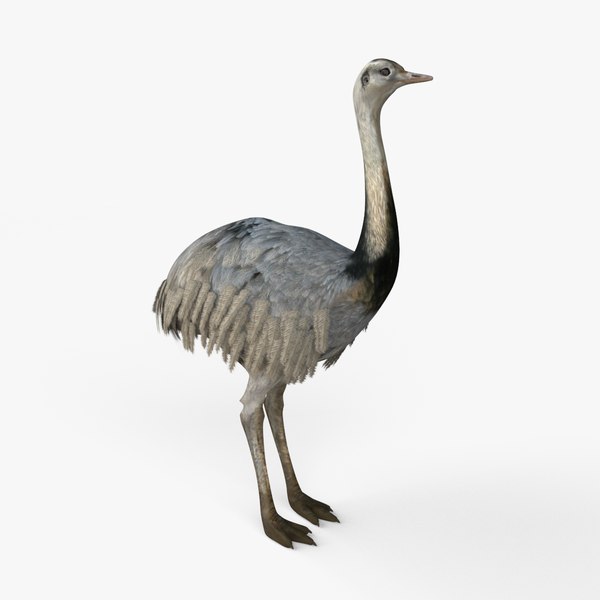 3D model realistic emus