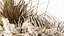 3D decor pampas grass dried