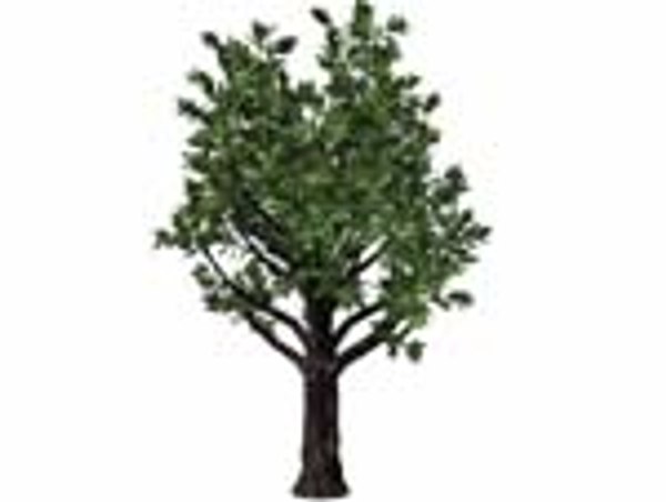 3d model of orchard tree