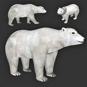fully rigged low poly polar bear model
