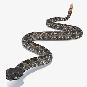 3D Rattlesnake Crawls Animated Rigged for Cinema 4D