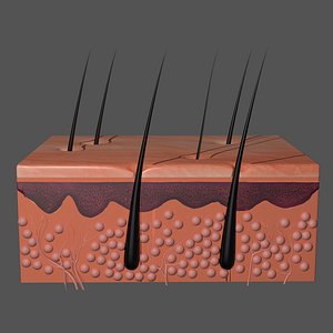 3D Skin Anatomy 3