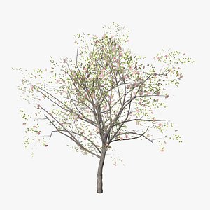 3D apricot flowers