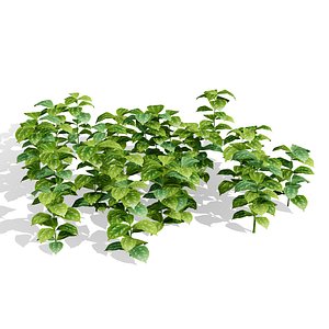Yellow Archangel  Lamium 3D Plant Collection