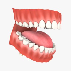 mouth teeth set adult model
