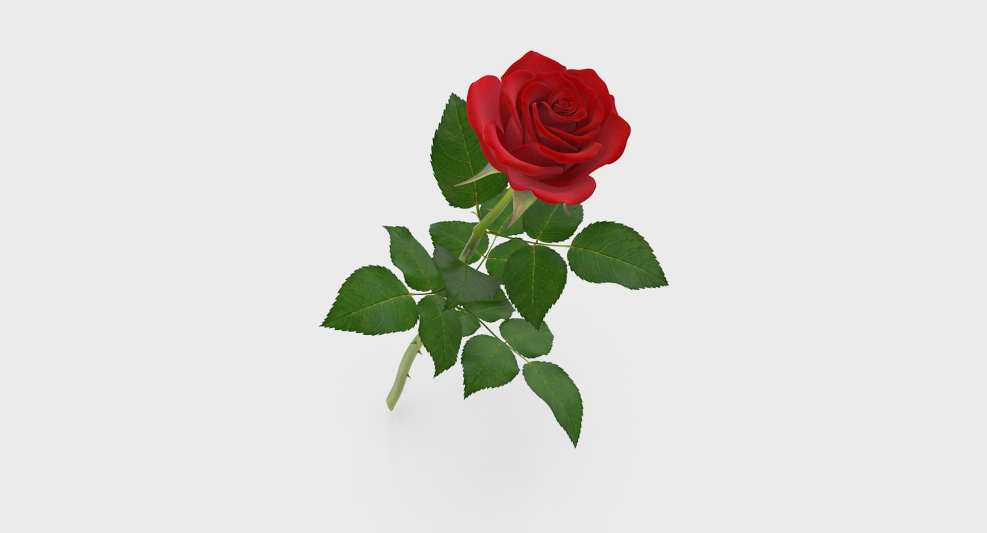 Rose 5 3d Model