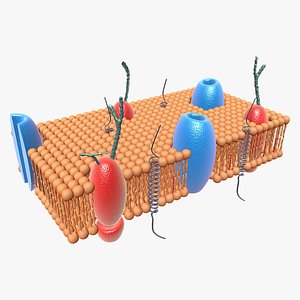 Cell Membrane