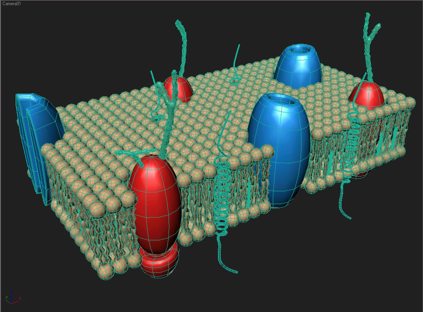 3d Model Cell Membrane