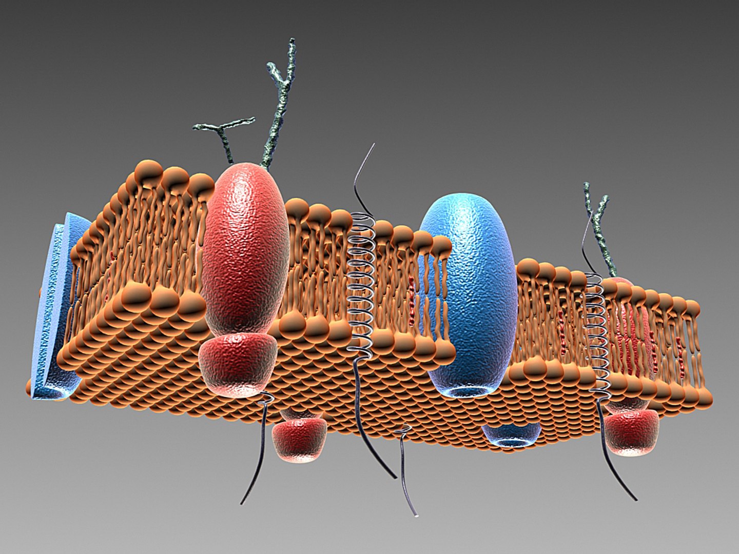 3d Model Cell Membrane