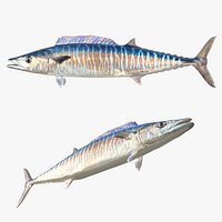 Wahoo Acanthocybium Solandri Fish