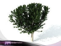 D2.C1.15 Young Eucalyptus-Eucalipto Joven)
