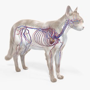 3D model body skeleton vascular static