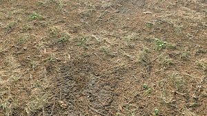 Rought Forest Tundra Textures Pack 1 3D model