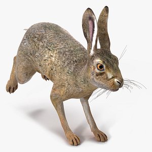Hare  Animated Rigged 3D model