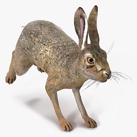 Hare  Animated Rigged