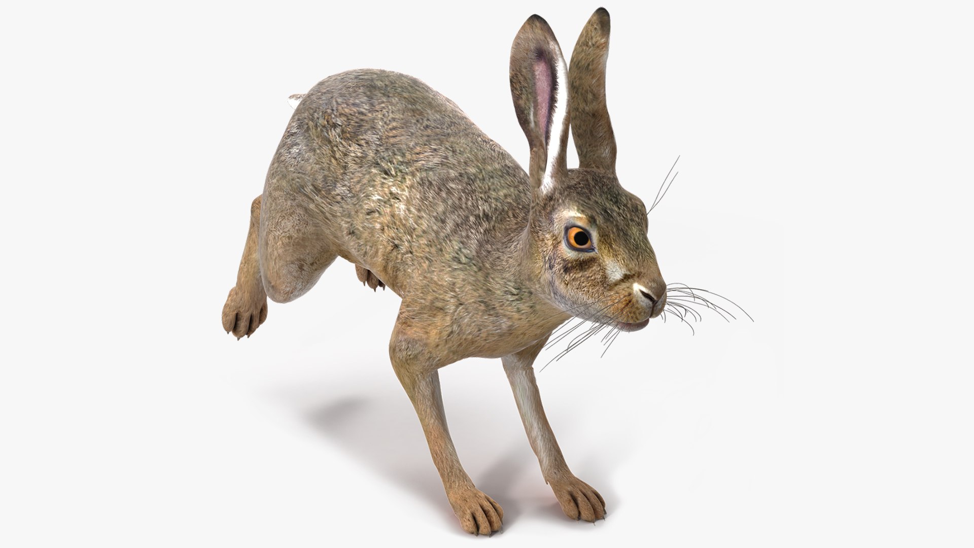 Hare  Animated Rigged 3D model preview