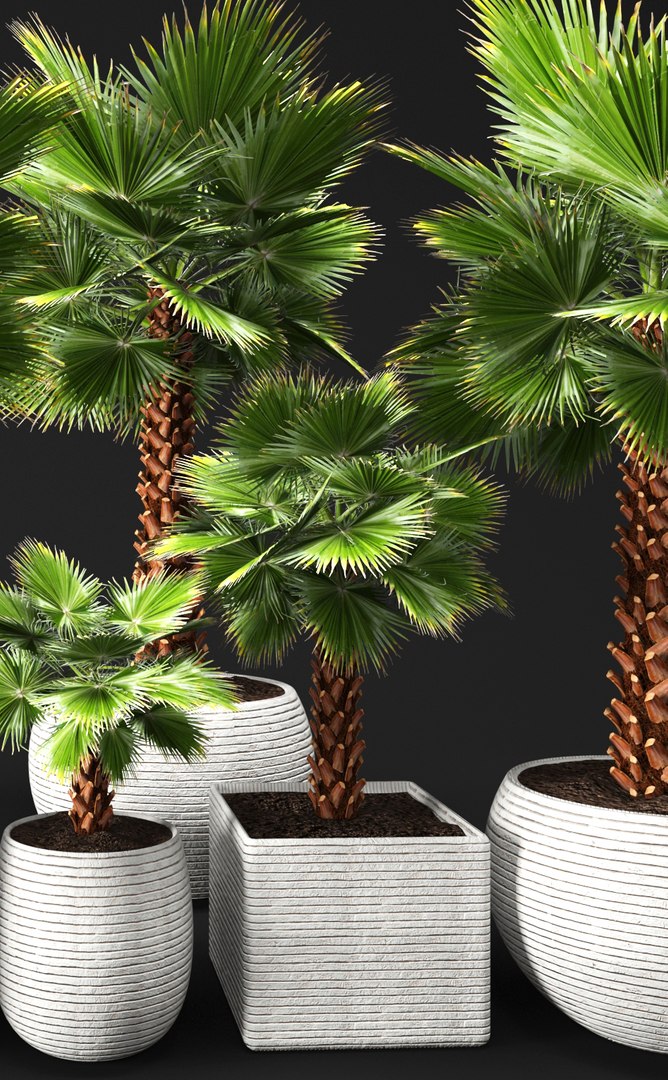 Palms set