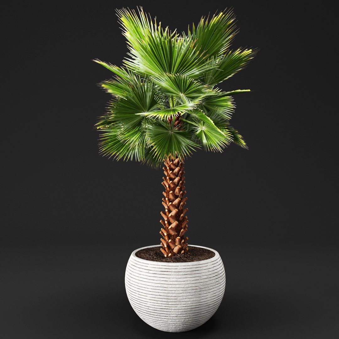 Palm Tree Max