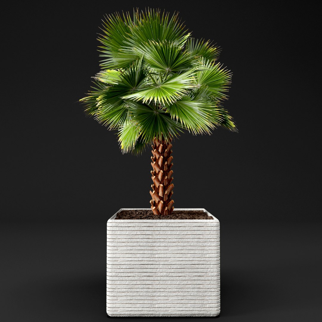 Palm Tree Max