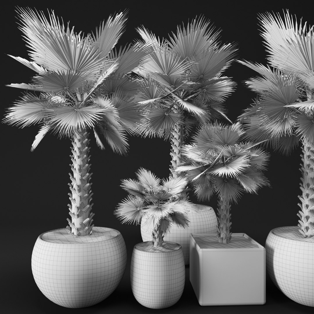 Palm Tree Max