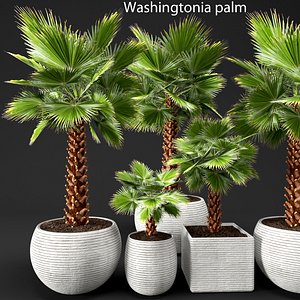 palm tree max