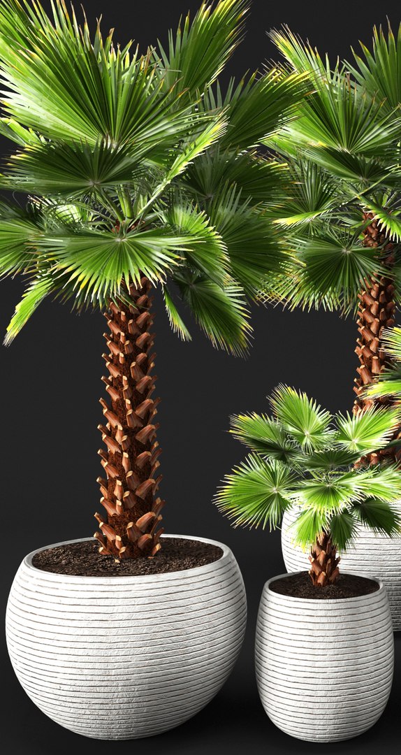 palm tree max