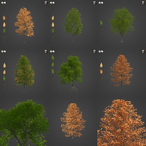 2021 PBR Sweet Birch Collection - Betula Lenta