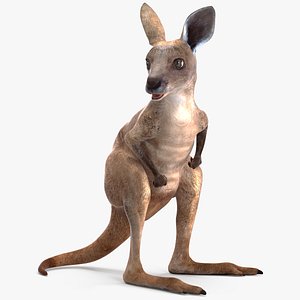 3D Baby Kangaroo Rigged