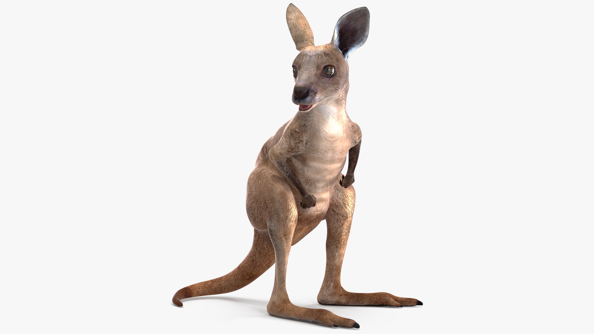 Baby Kangaroo Rigged 3D model preview