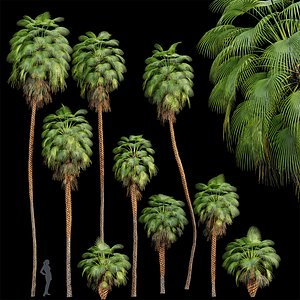 3D Mexican Fan Palm Washingtonia Robusta 9 trees