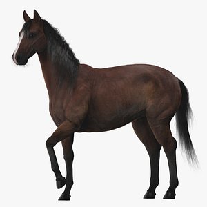 3D Horse ANIMATED