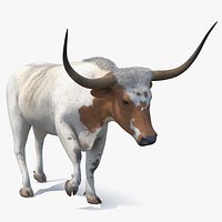 White Texas Longhorn Bull Walking Pose