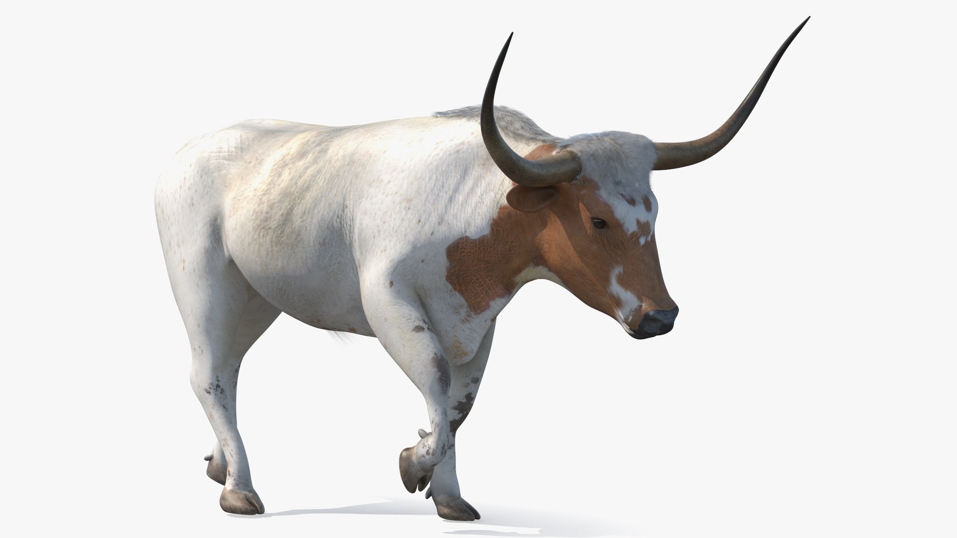 3D model White Texas Longhorn Bull Walking Pose https://p.turbosquid.com/ts-thumb/0g/cMbKup/S5/whitetexaslonghornbullwalkingposec4dmodel010/jpg/1706618431/1920x1080/fit_q87/89b7ca6b08a6719389f1b0eaf5c7227e795899ce/whitetexaslonghornbullwalkingposec4dmodel010.jpg