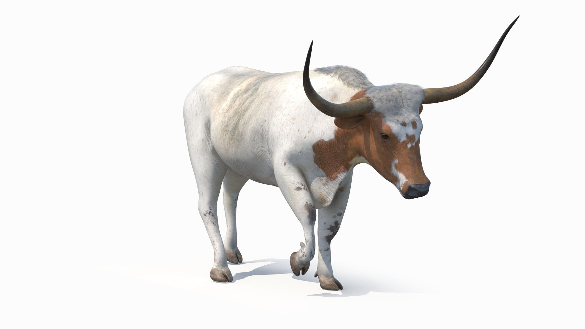 3D model White Texas Longhorn Bull Walking Pose https://p.turbosquid.com/ts-thumb/0g/cMbKup/Zu/white_texas_longhorn_bull_walking_pose_360/jpg/1706617891/1920x1080/turn_fit_q99/9feb0dbff9b8c9b595bb627bbb18c14ff1af496c/white_texas_longhorn_bull_walking_pose_360-1.jpg