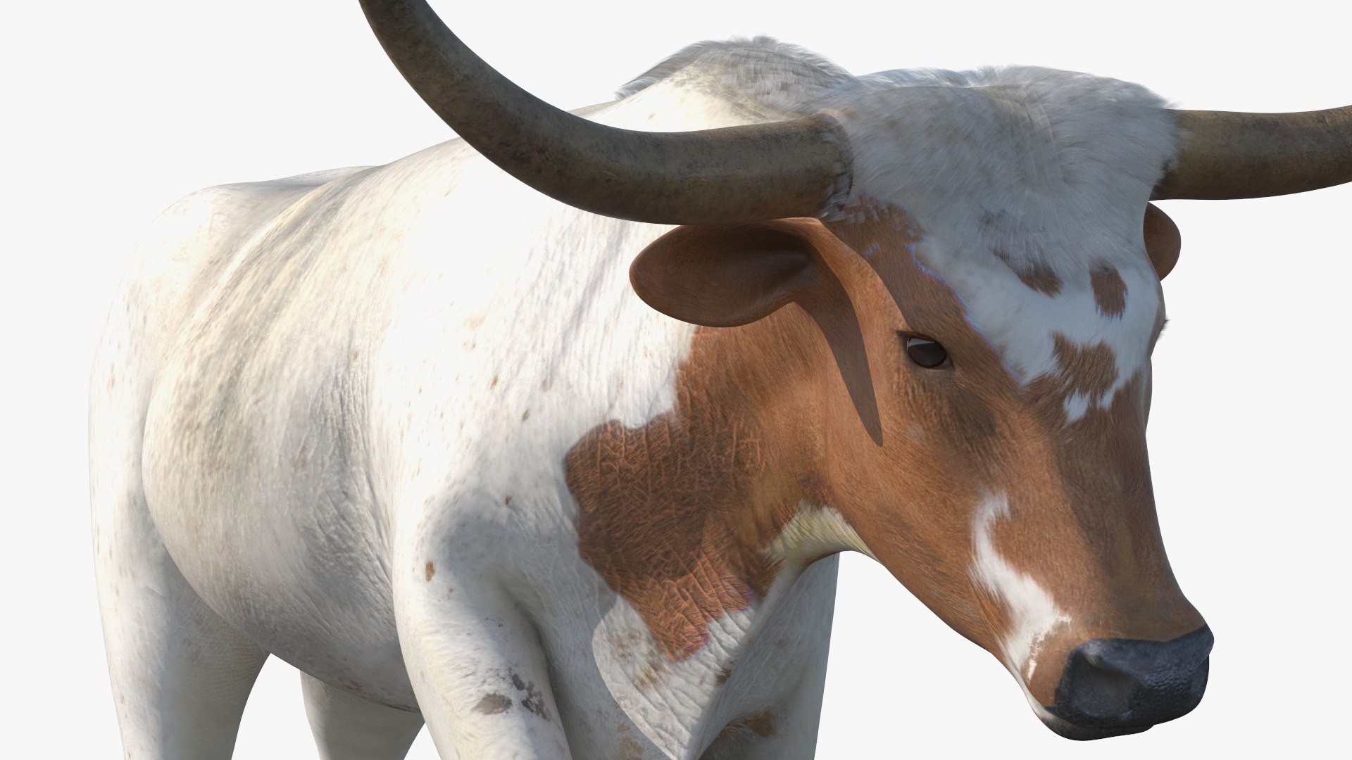3D model White Texas Longhorn Bull Walking Pose https://p.turbosquid.com/ts-thumb/0g/cMbKup/ek/whitetexaslonghornbullwalkingposec4dmodel015/jpg/1706618451/1920x1080/fit_q87/277de8494b05ee554e93b5b710297d1e8485d88a/whitetexaslonghornbullwalkingposec4dmodel015.jpg
