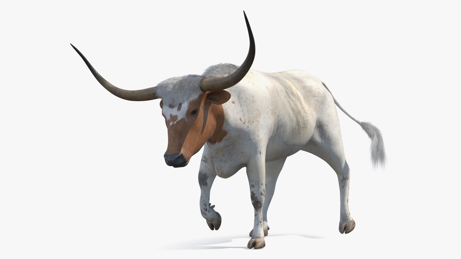 3D model White Texas Longhorn Bull Walking Pose https://p.turbosquid.com/ts-thumb/0g/cMbKup/sd/whitetexaslonghornbullwalkingposec4dmodel009/jpg/1706618428/1920x1080/fit_q87/e75bc9a9c1e6976dea0258285adc5bcf4b903e7f/whitetexaslonghornbullwalkingposec4dmodel009.jpg