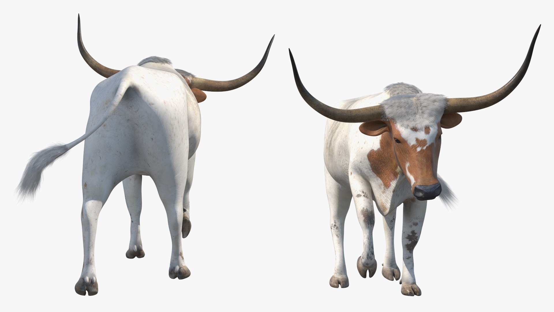 3D model White Texas Longhorn Bull Walking Pose https://p.turbosquid.com/ts-thumb/0g/cMbKup/tE/whitetexaslonghornbullwalkingposec4dmodel008/jpg/1706618424/1920x1080/fit_q87/507ed42a0b44fcaf043f116be4a6a473e4ad8ef4/whitetexaslonghornbullwalkingposec4dmodel008.jpg