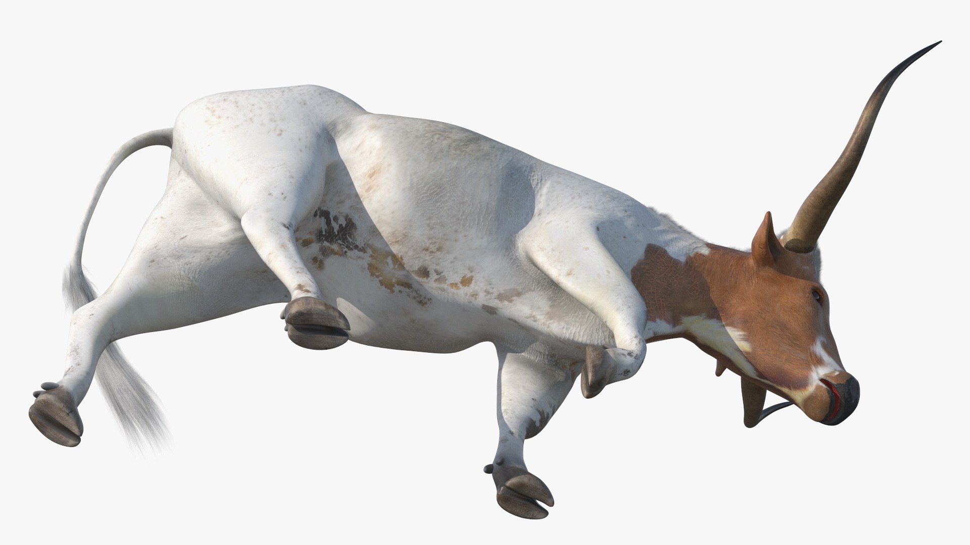 3D model White Texas Longhorn Bull Walking Pose https://p.turbosquid.com/ts-thumb/0g/cMbKup/ta/whitetexaslonghornbullwalkingposec4dmodel014/jpg/1706618447/1920x1080/fit_q87/15d565870cbf95bc90fef8147ecb9e5070ecccf4/whitetexaslonghornbullwalkingposec4dmodel014.jpg