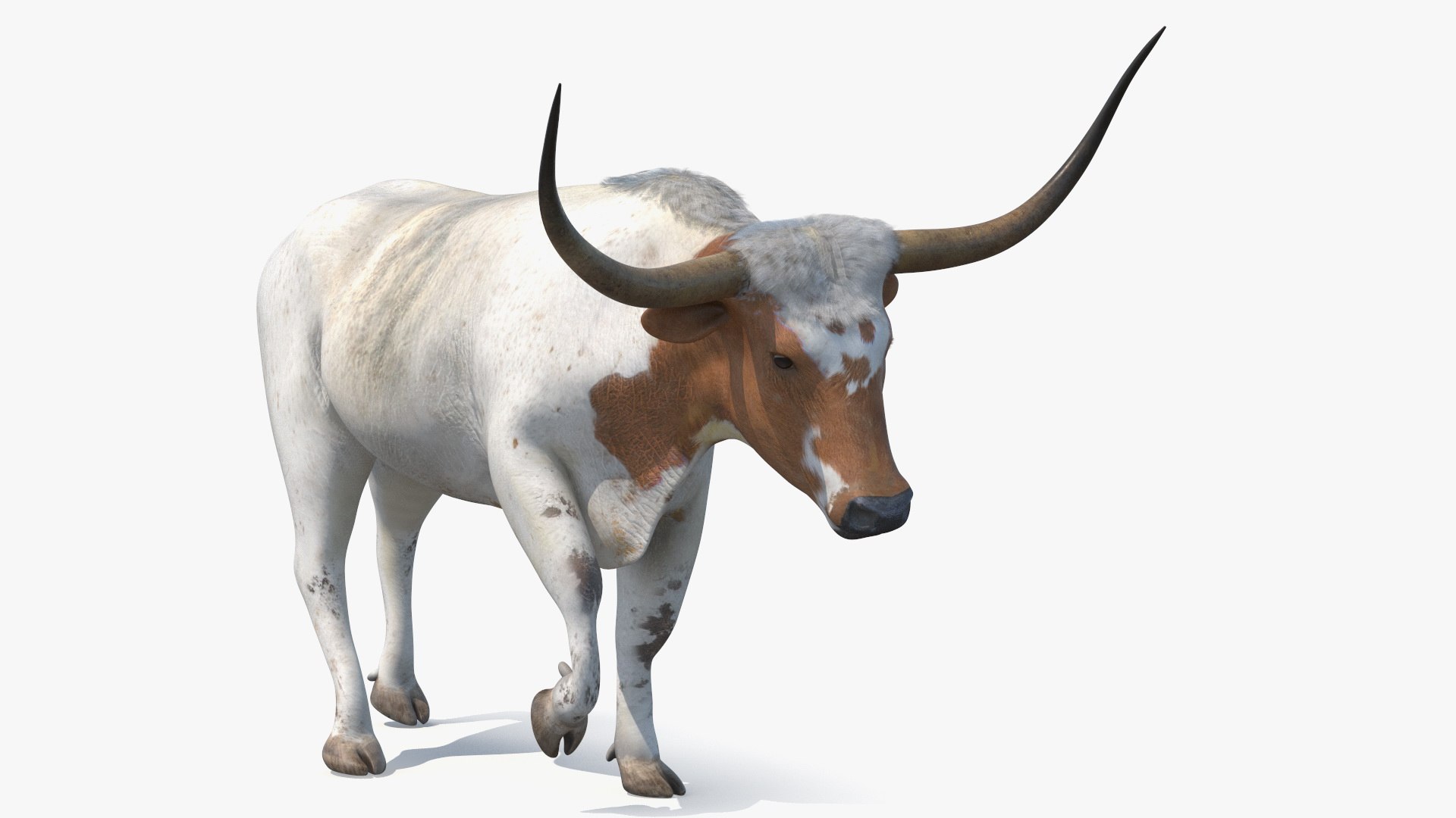 White Texas Longhorn Bull Walking Pose 3D model preview