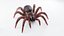 Trapdoor Spider2
