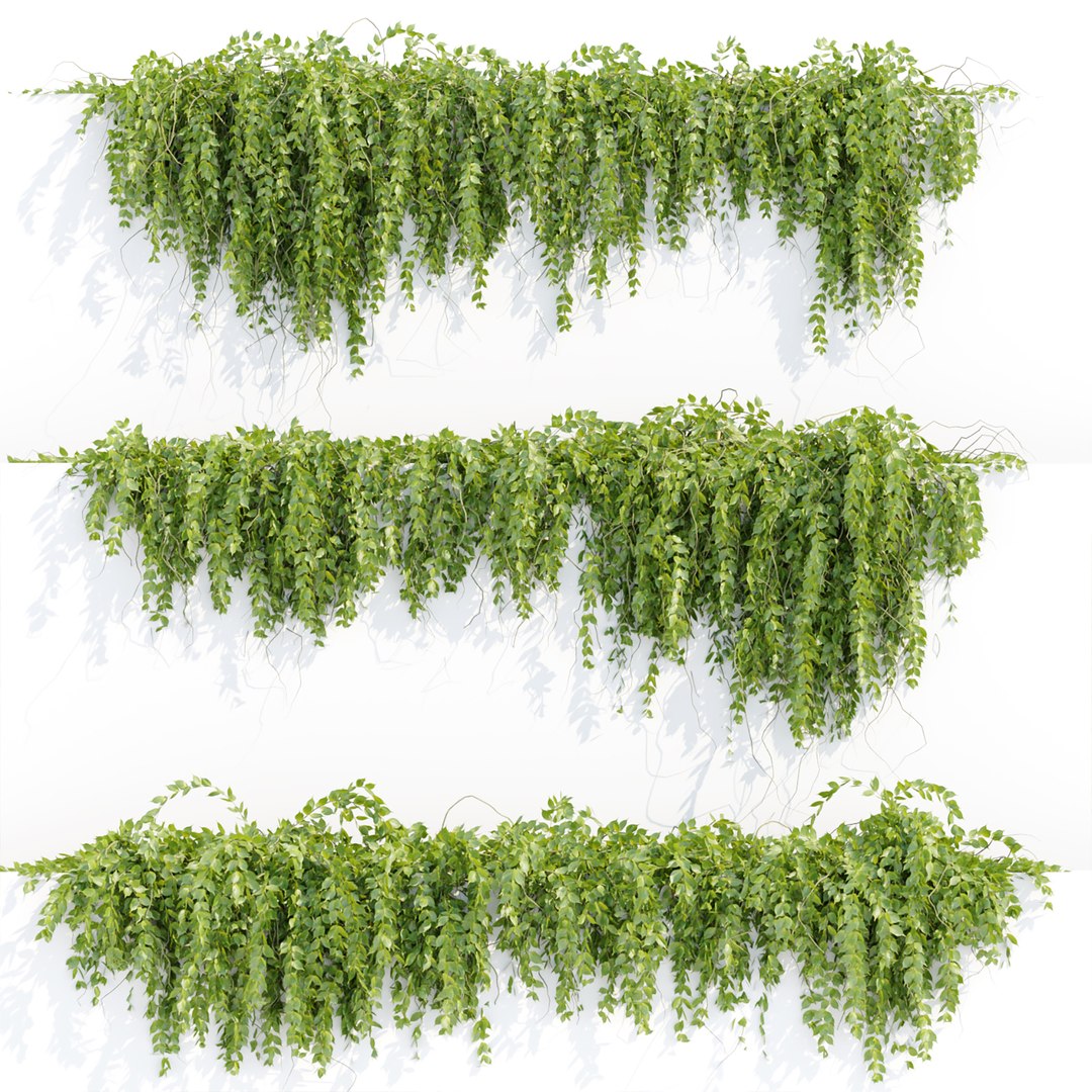 3D Creeper Hanging wall plants collection TurboSquid 2060978