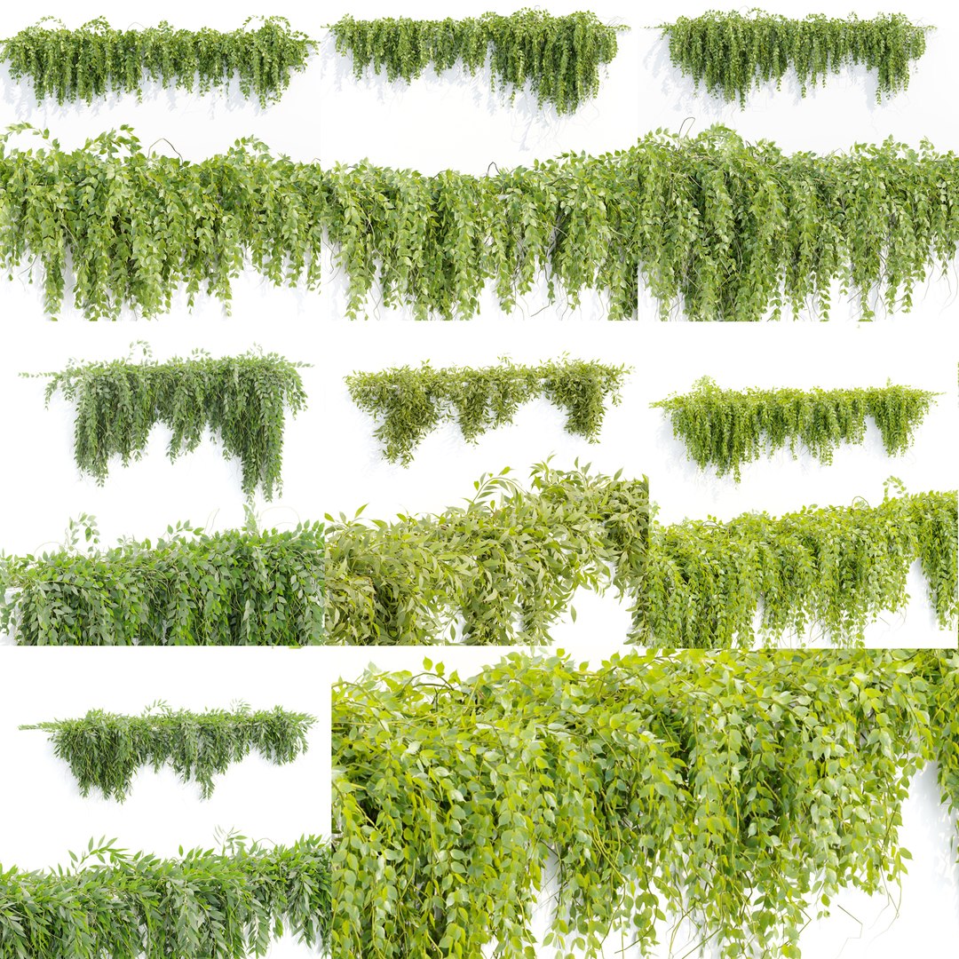 3D Creeper Hanging wall plants collection - TurboSquid 2060978