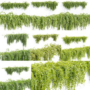 Creeper Hanging wall plants collection