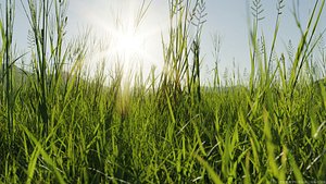 Plant Models Vol 1 - Mesh