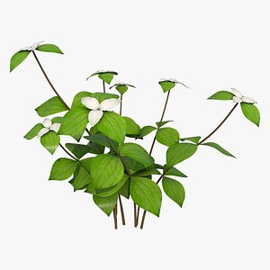 3D trillium plant